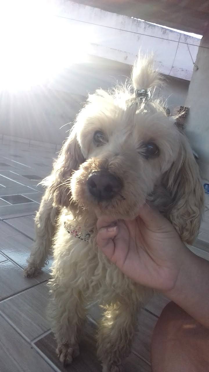 GIOVANNA MACARIO FERREIRA PAZ