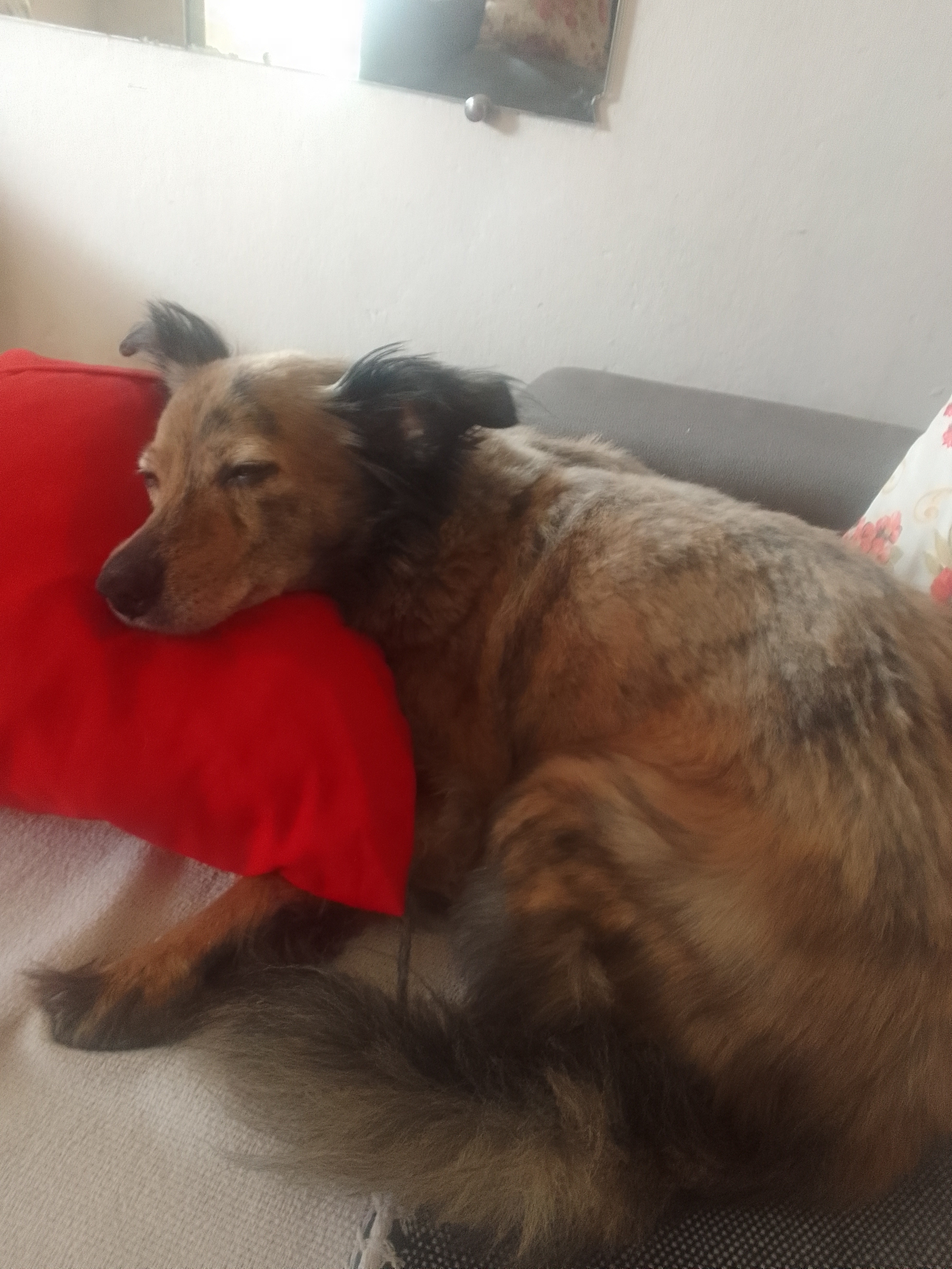 LUCIA HELENA CARVALHO FERNANDES